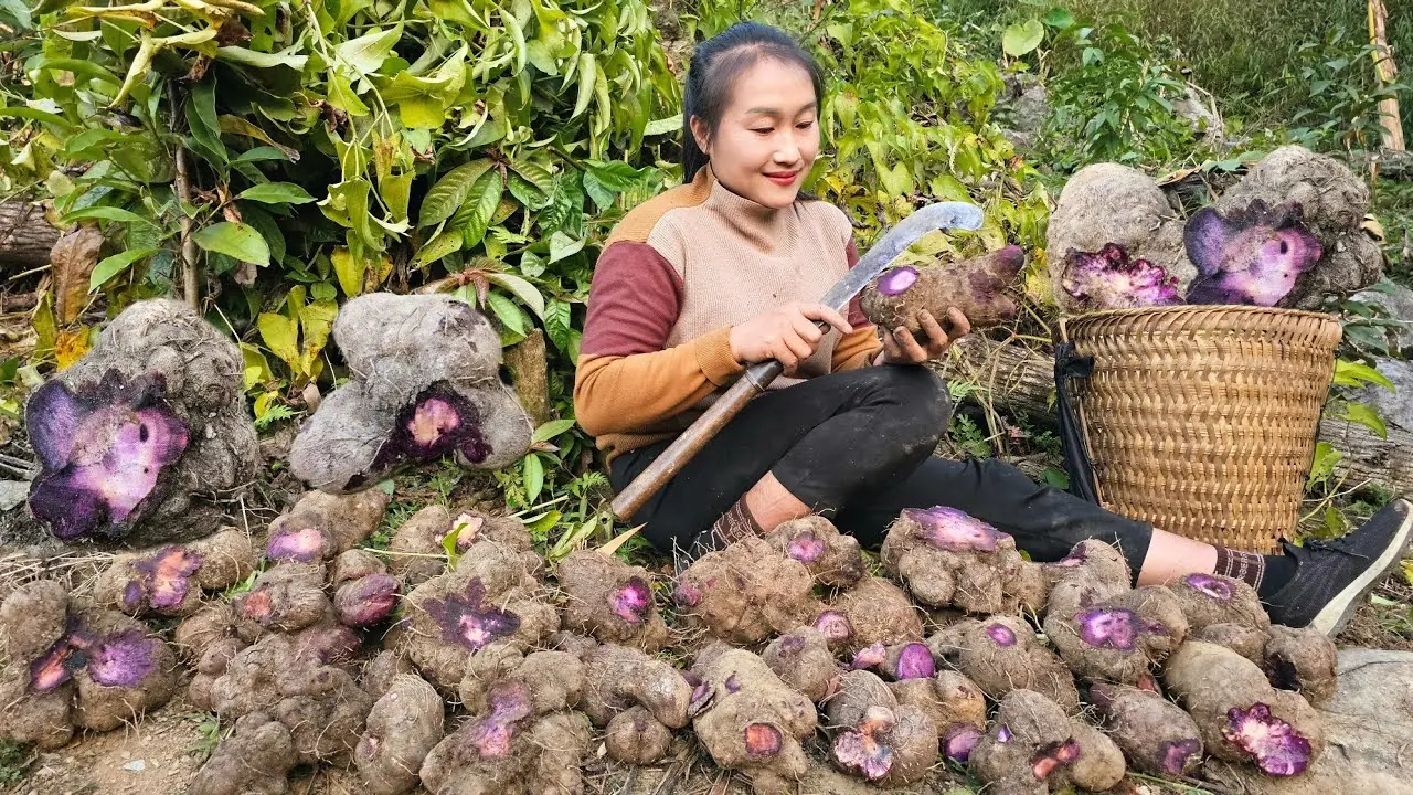 A farmer naturally harvesting purple ube yams